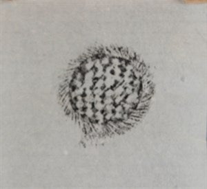 Image description is not available for FIM2014.224